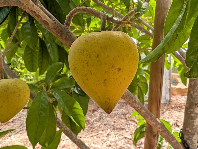 Canistel fruit (Pouteria campechiana)