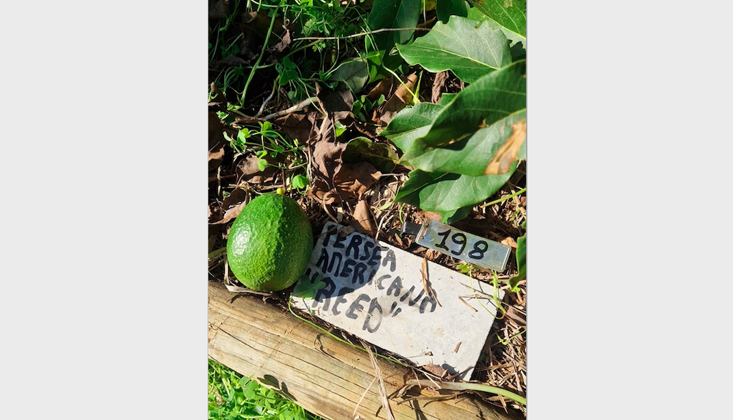 Persea_americana-Avocado-fruit.png
