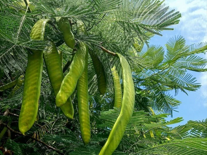 Delonix Regia - Flame tree pods