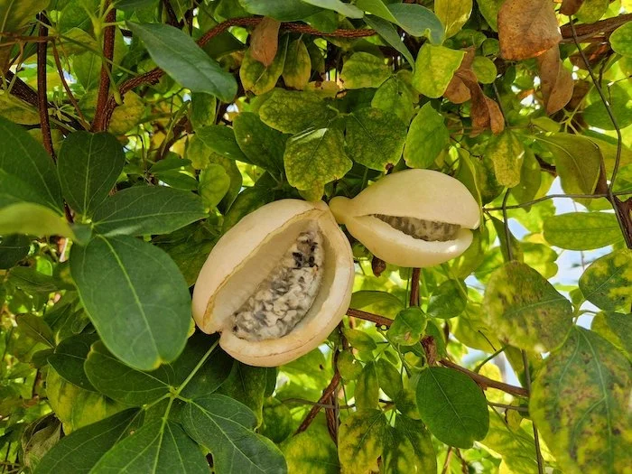Akebia_quinata-Chocolate_vine_fruit.jpg