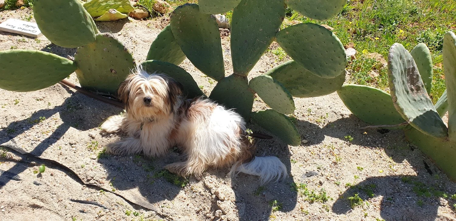 gulliver_and_opuntia_cacti.jpg