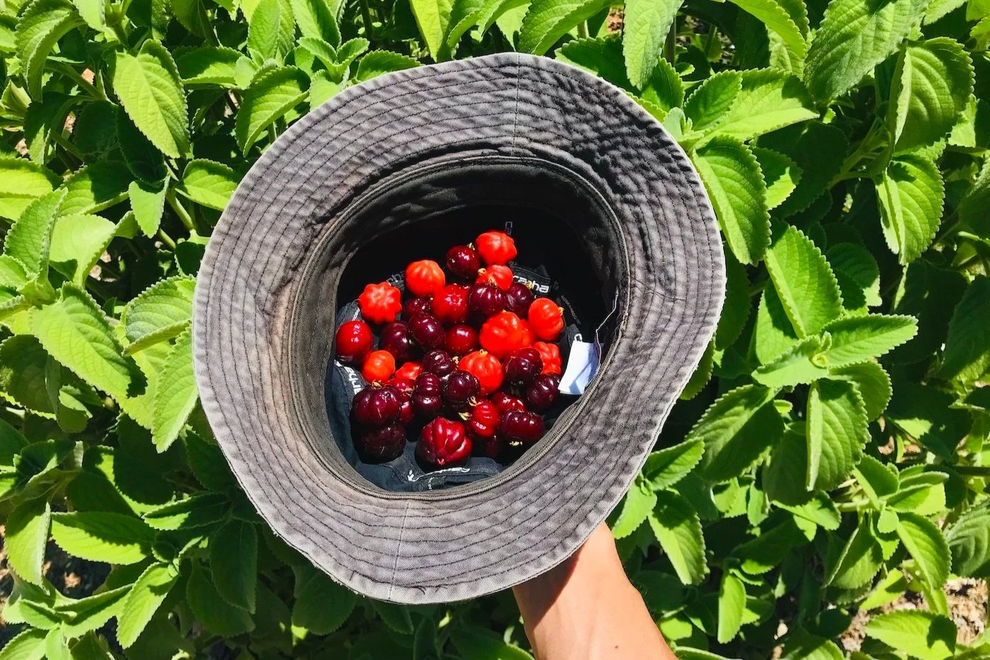A hat full of the beautiful and zingy-flavoured  Pitanga (Eugenia uniflora) fruit