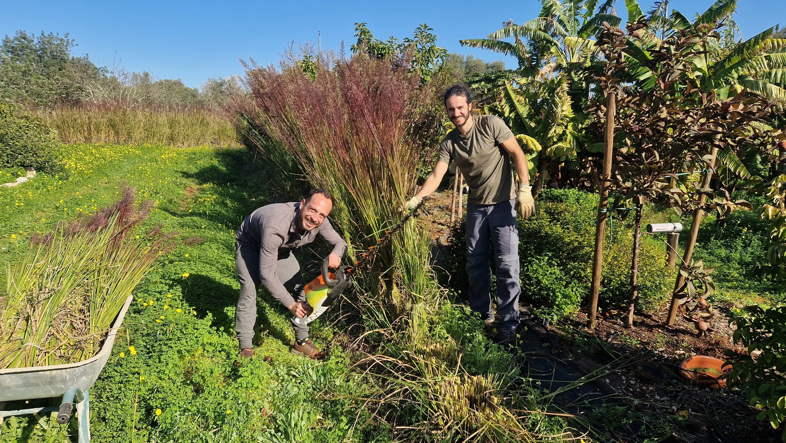 Plant Live Vetiver EROSION CONTROL