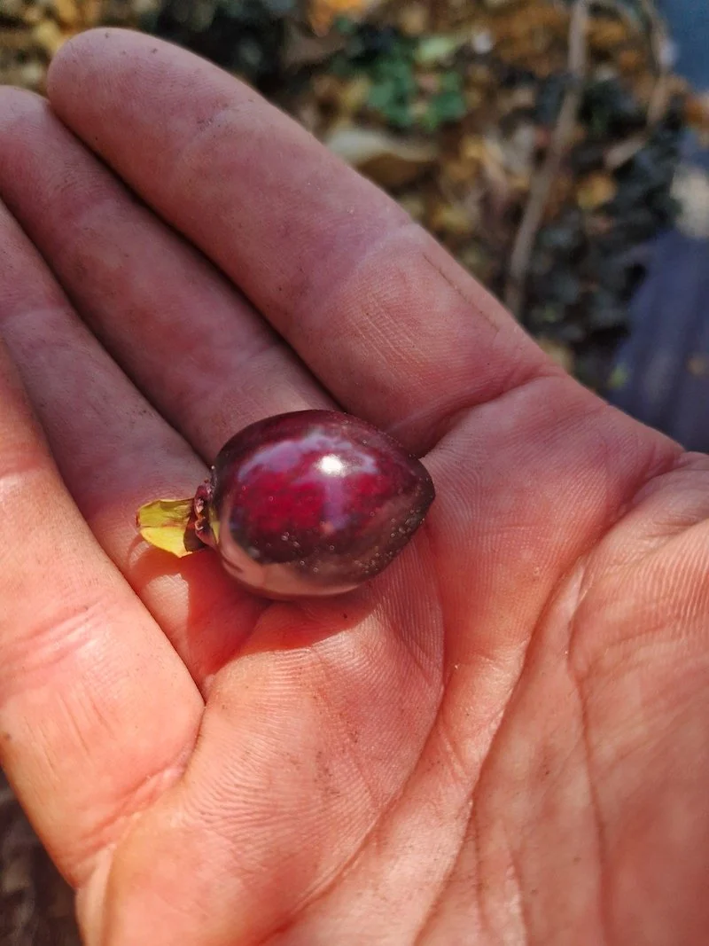 Eugenia_involucrata-Cherry_fruit.jpg