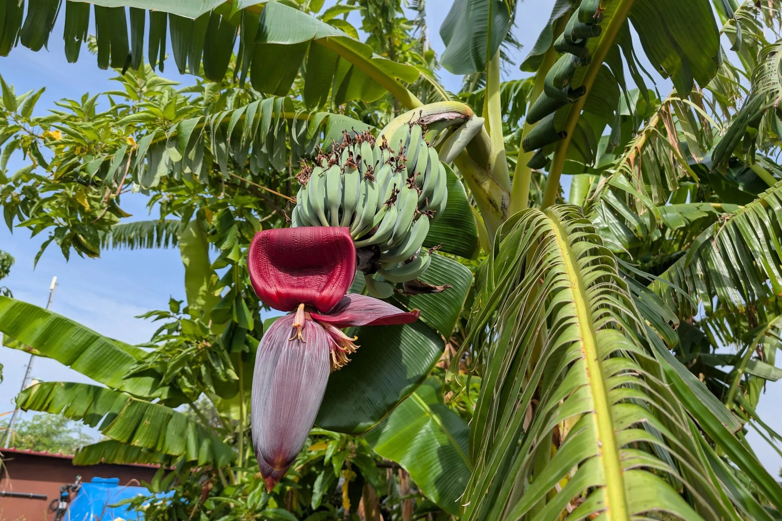 Blue java banana - musa acuminata x balbisiana