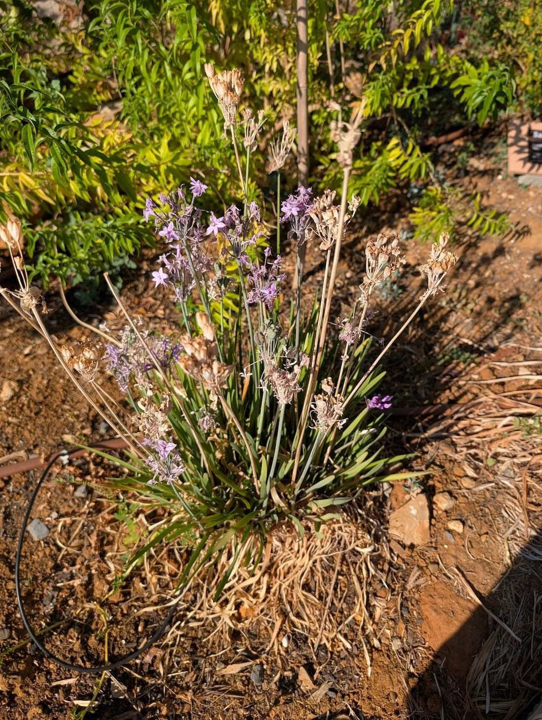Society garlic or Tulbaghia violacea plant