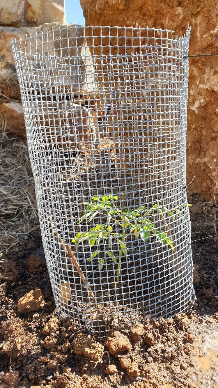 Moringa oleifera - Planted in cage