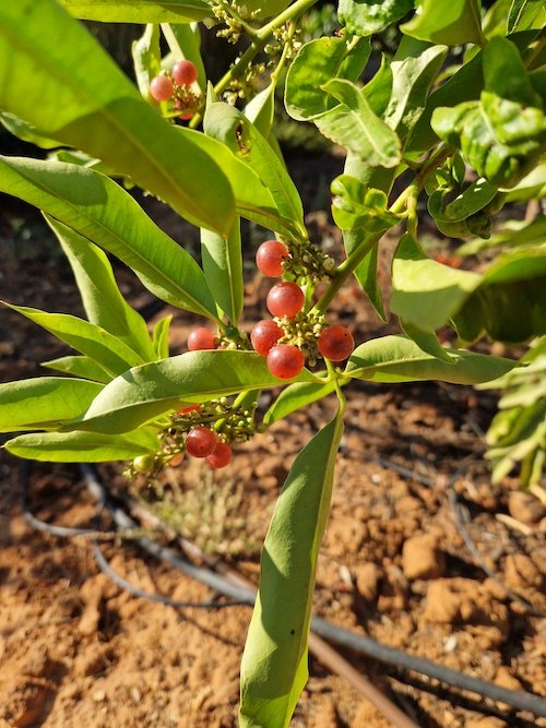 Glycosmis_pentaphylla-Gin_berry_fruit.jpg