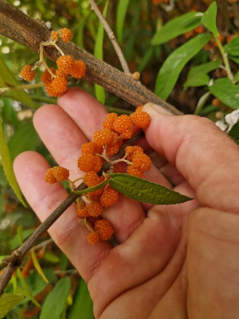 Berries of Debregeasia edulis or Yanagi ichigo