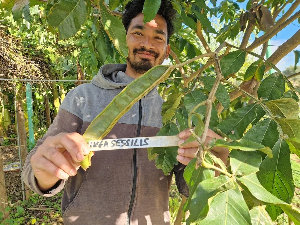 Inga_sessilis-Icecream_bean_plant-Pod.jpg
