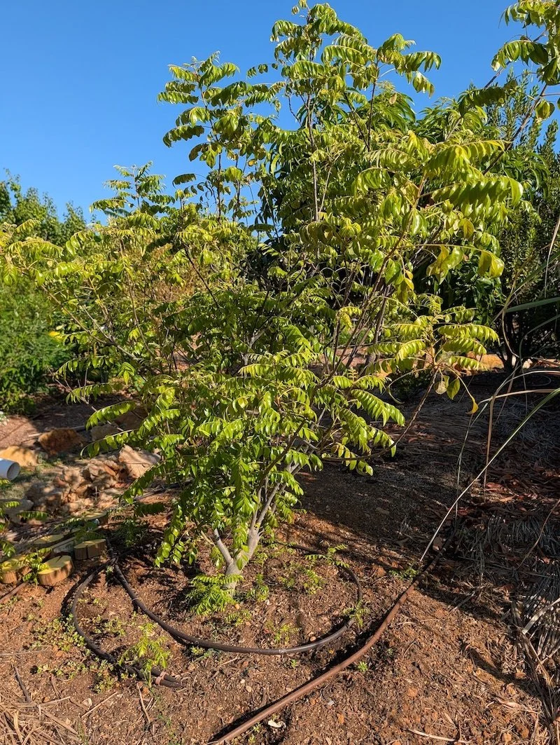 Curry leaf or Murraya koenigii tree