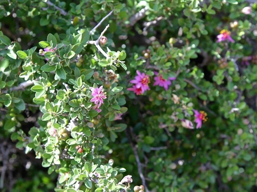 Grewia Robusta - shrub