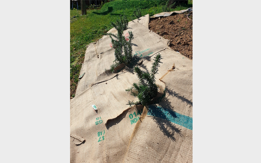 plants_jute_bag_mulch1.jpg