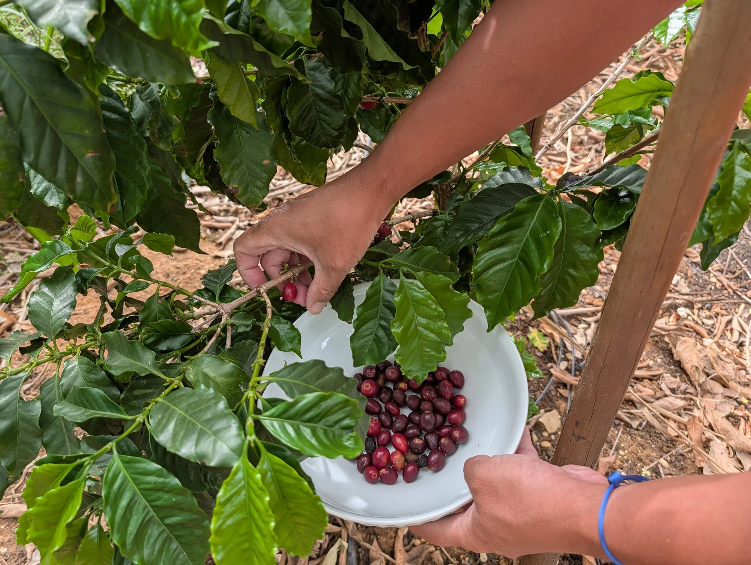 Coffea arabica - Harvesting coffee beans