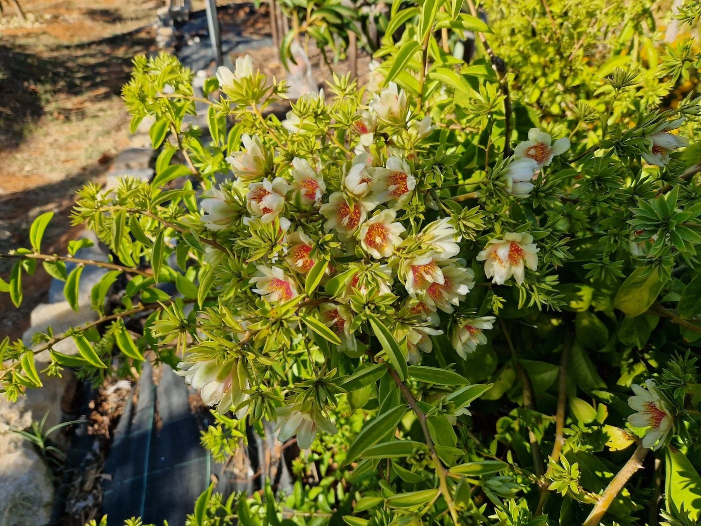 Pereskia_aculeata-Ora_pro_nobis-Flowers.jpg