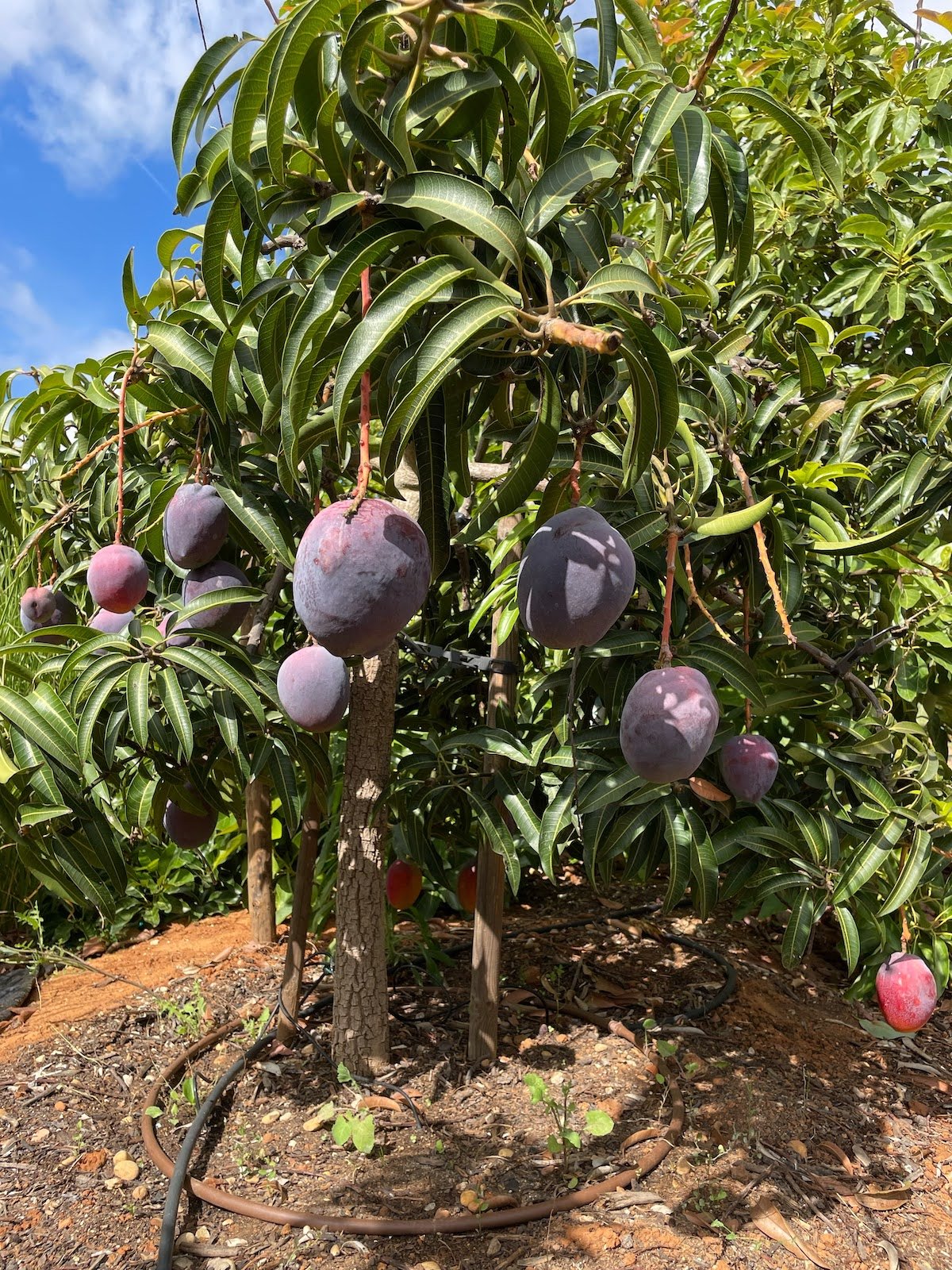 Mango Growing Guide for the Mediterranean | Orchard of Flavours