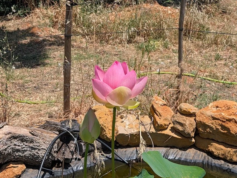 Beautiful edible lotus flower - nelumbo nucifera