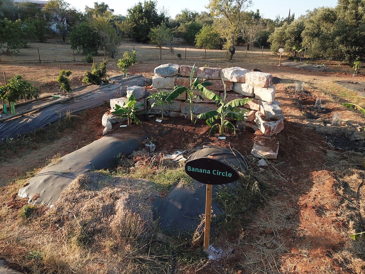 just_planted_banana_circle.jpg