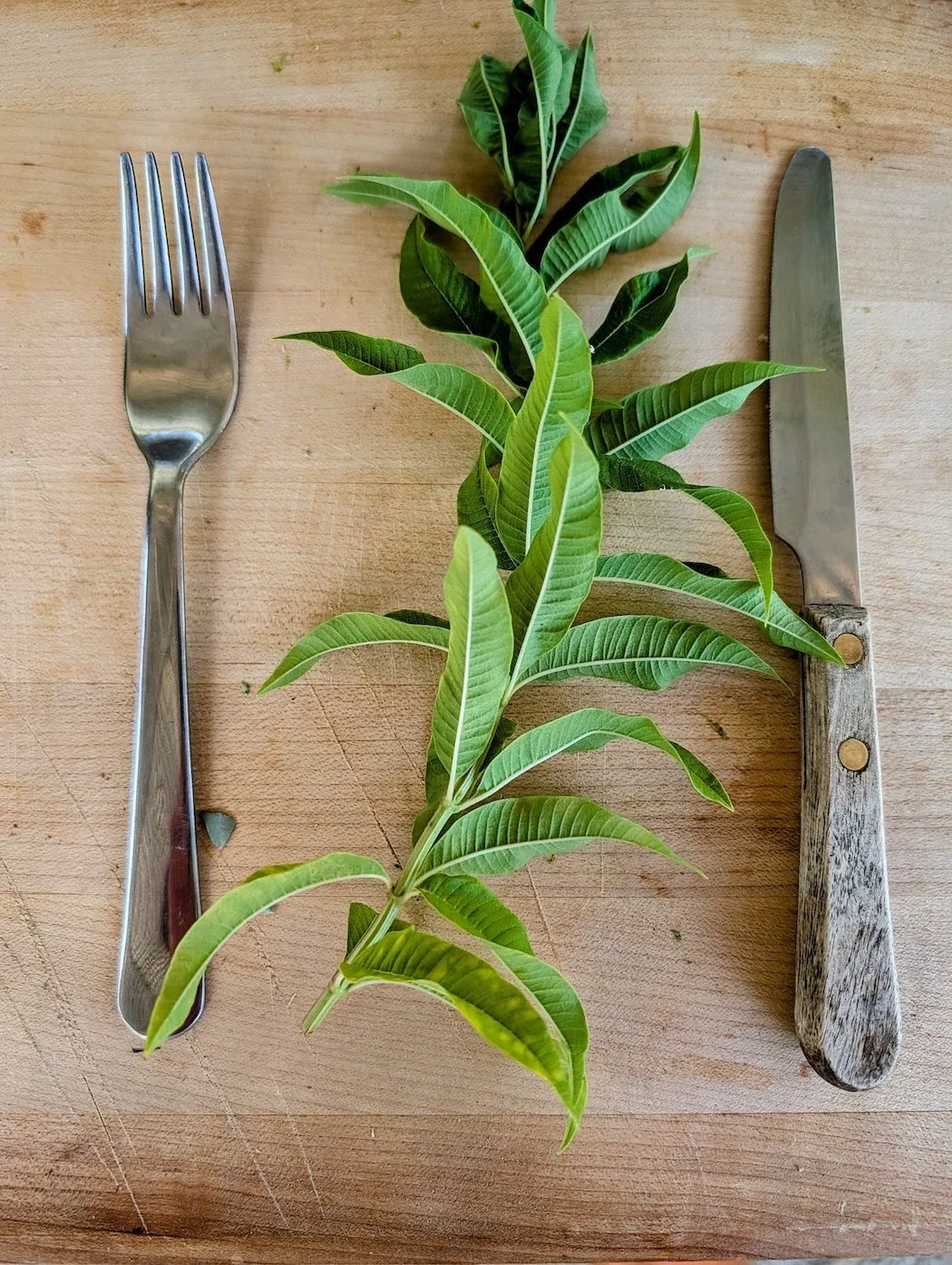 Lemon verbena or Aloysia citrodora - Edible leaves