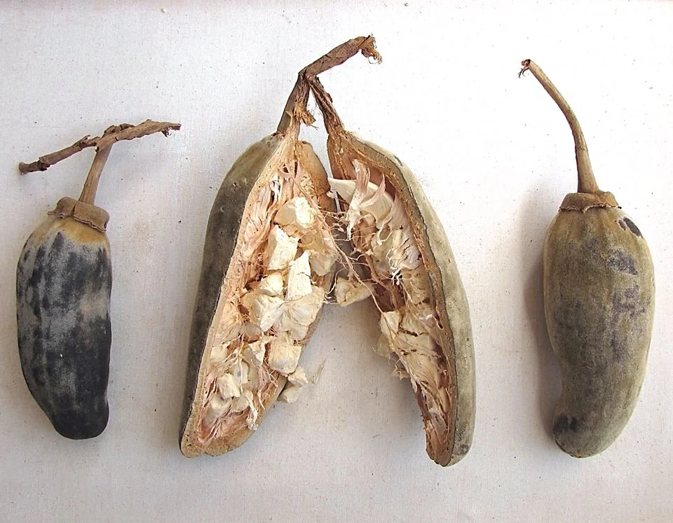 Adansonia Digitata - African Baobab open fruit pulp