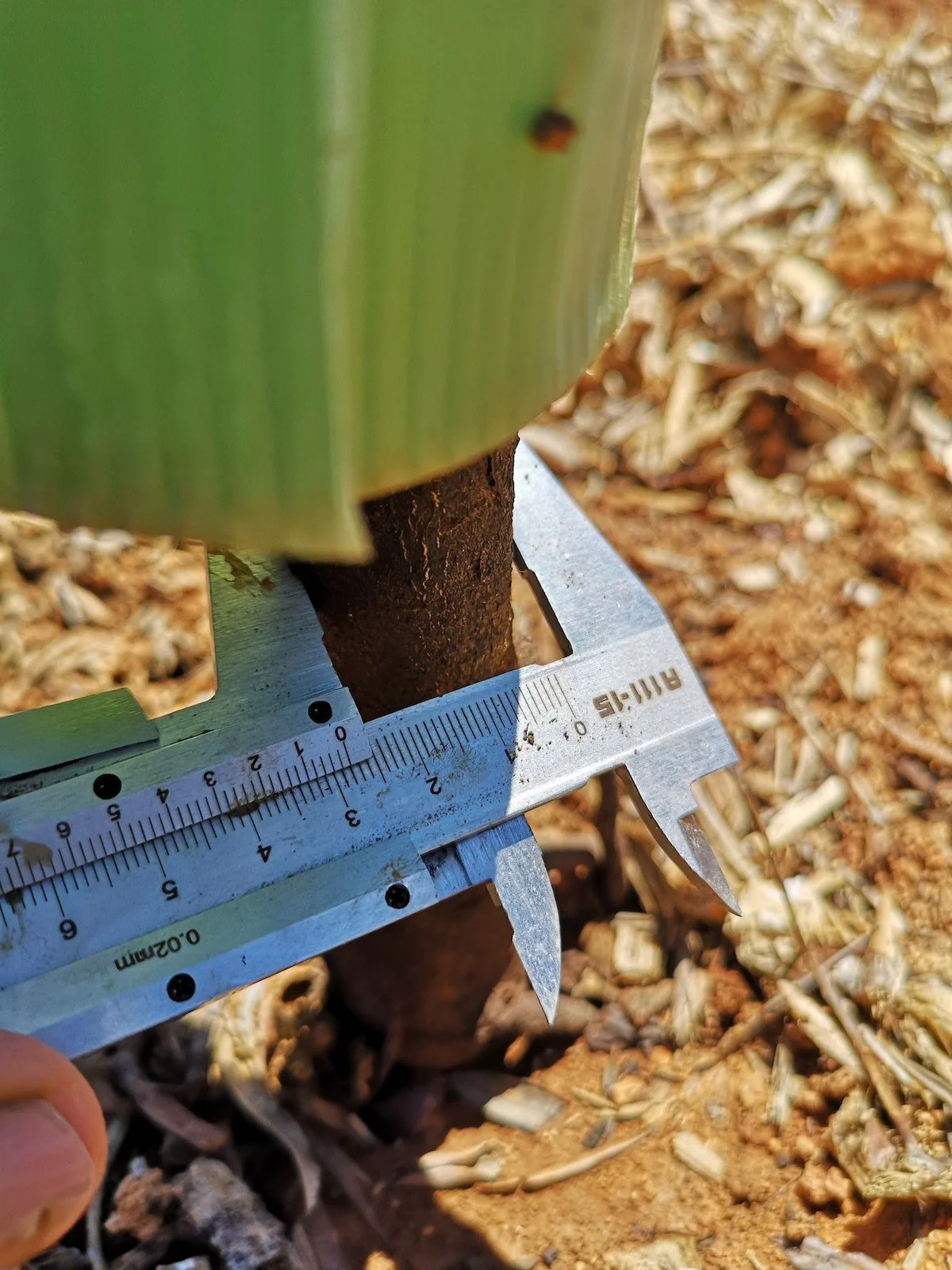 measuring a tree trunk