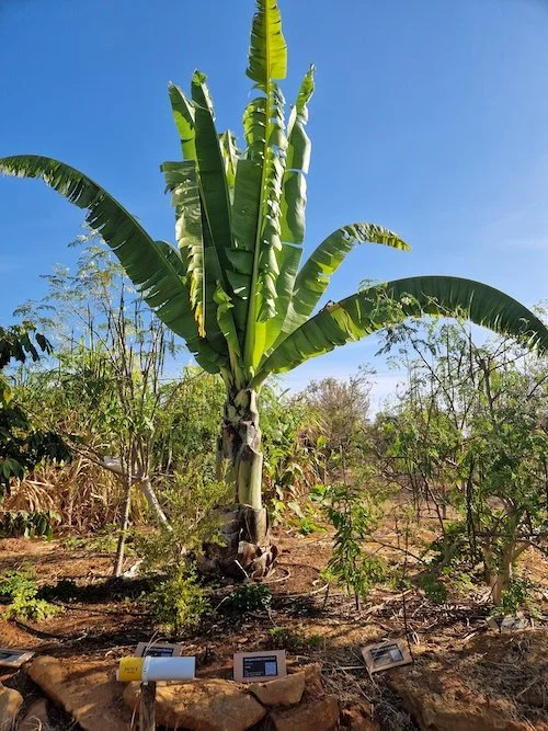 Ensete_ventricosum-Ethiopian_banana-plant.jpg