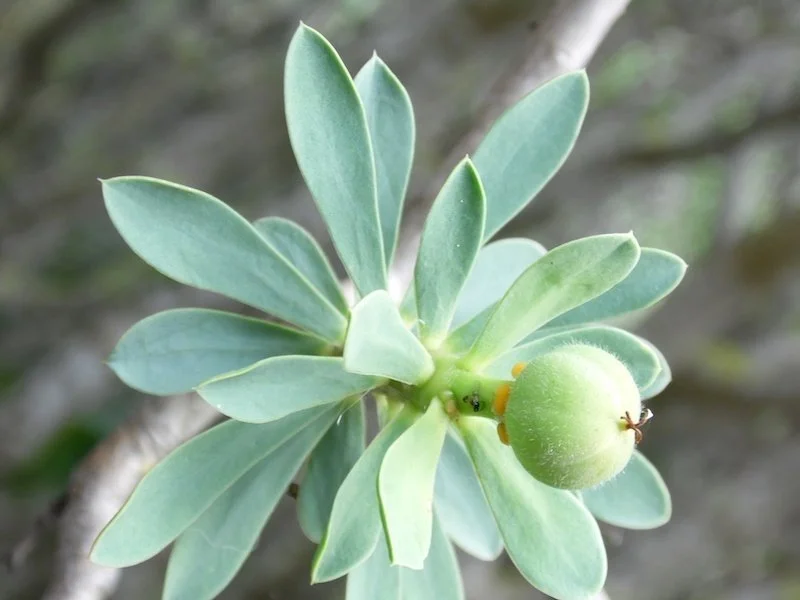 Euphorbia Balsamifera - Balsam Spurge fruit