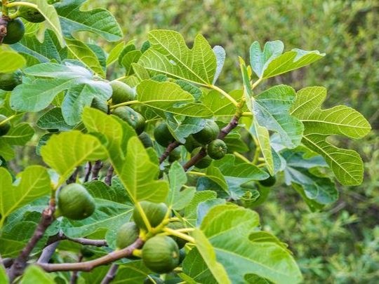 Fruit Trees from Asia | Orchard of Flavours
