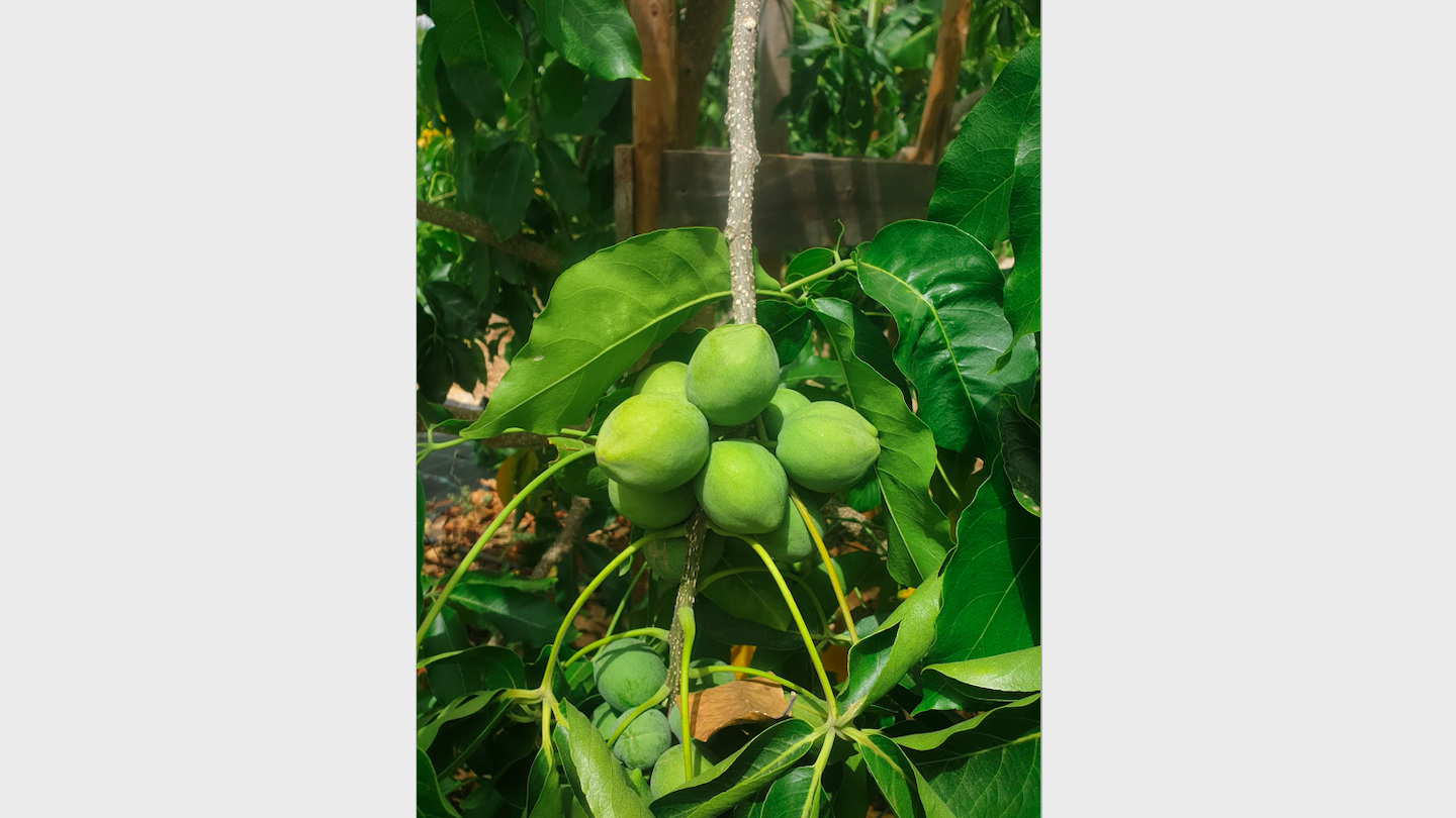 white_sapote_fruits.png