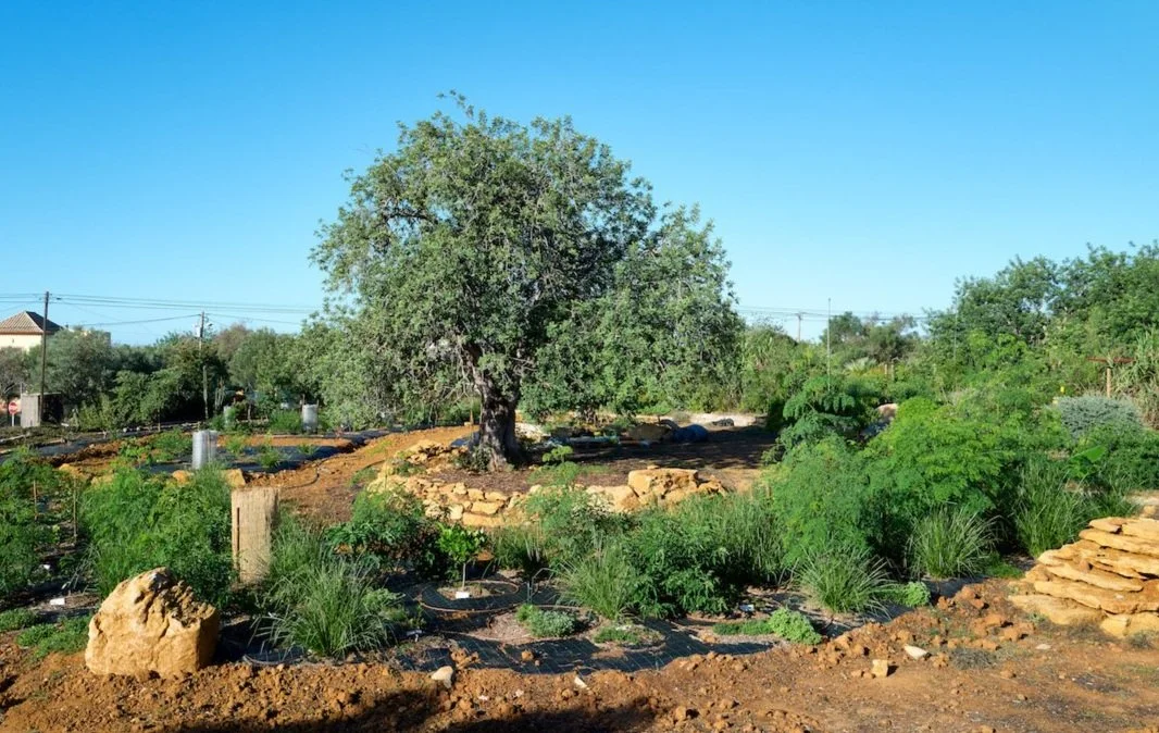 Cocoon Food Forests around ancient carob tree