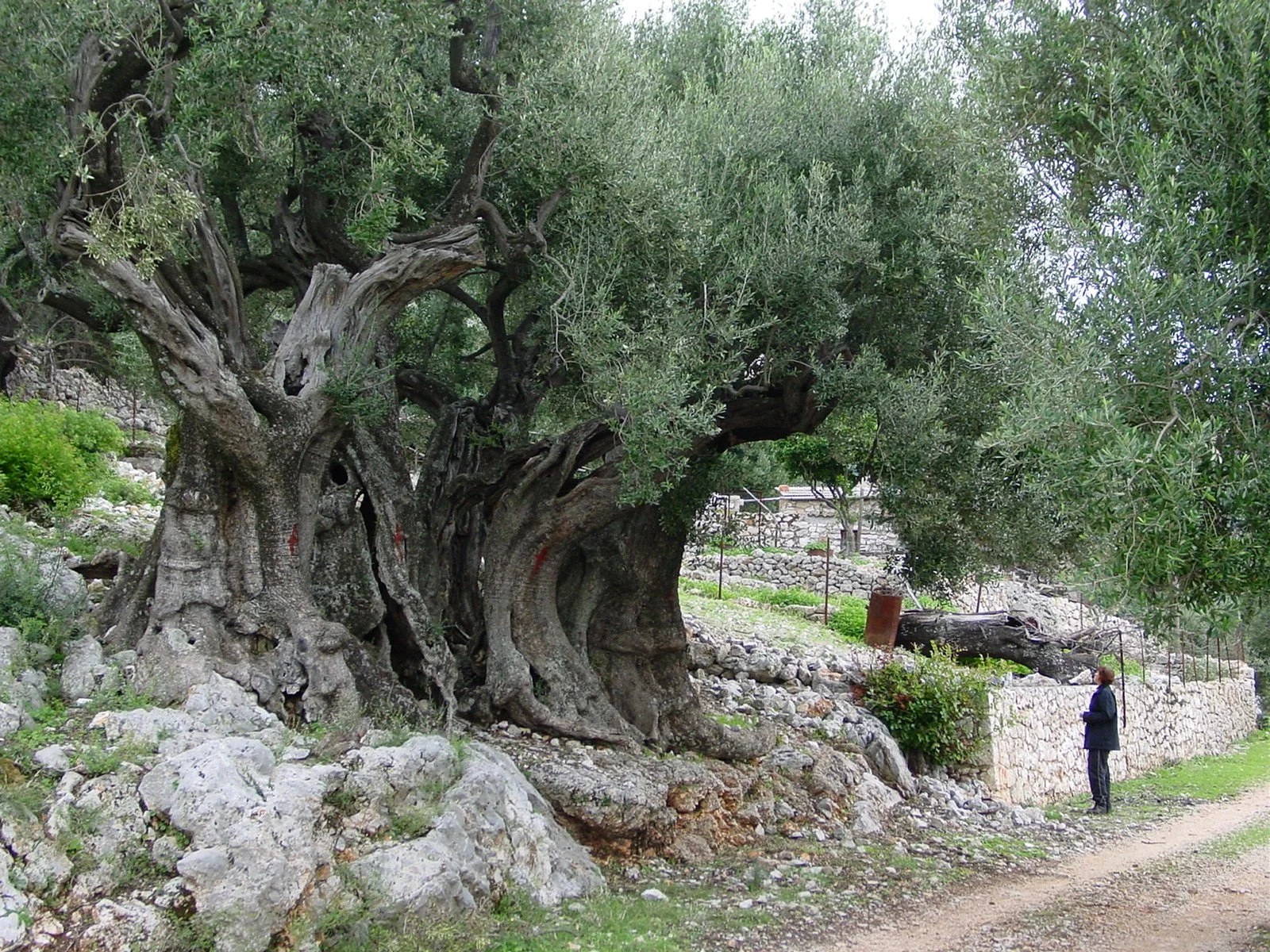 Olea europaea - Olive tree