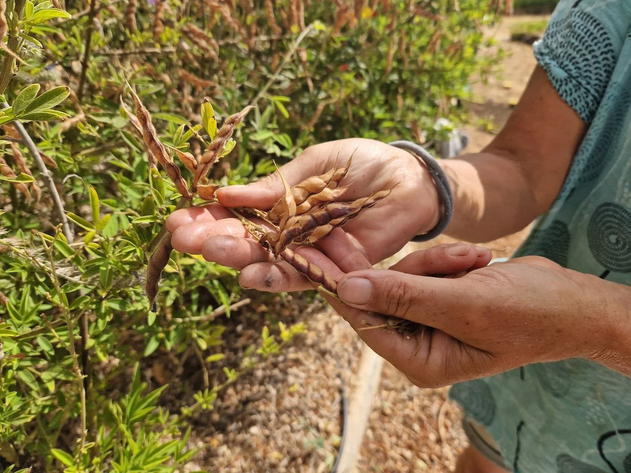 Pigeon_pea-Cajanus_cajan-Pods.jpg