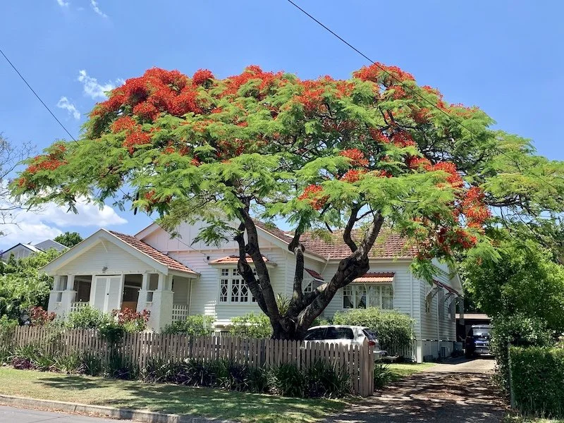 Delonix Regia - Flame tree