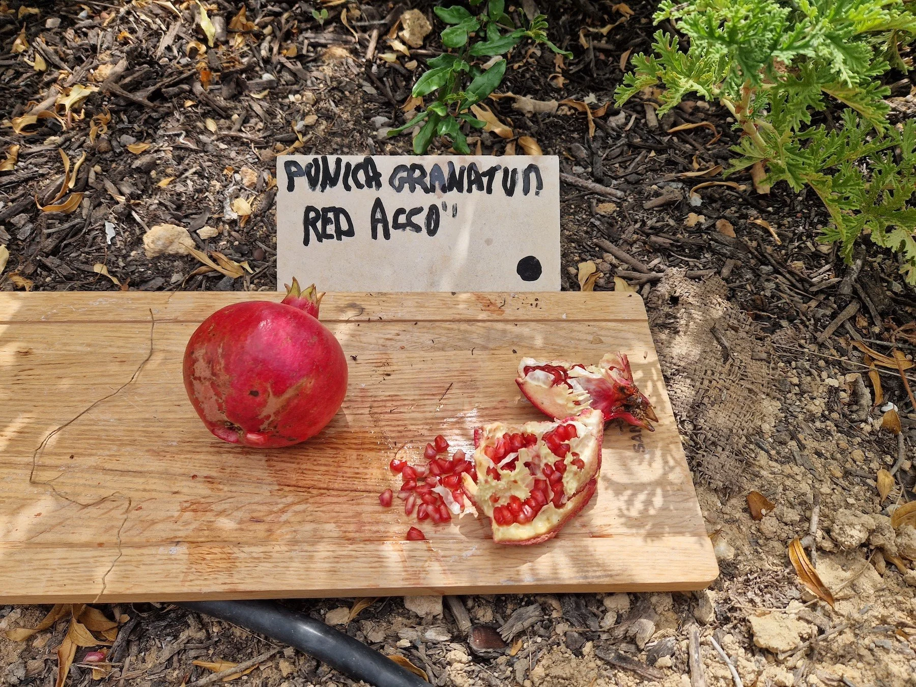 Punica_granatum-Pomegranate-Red_acco.jpg
