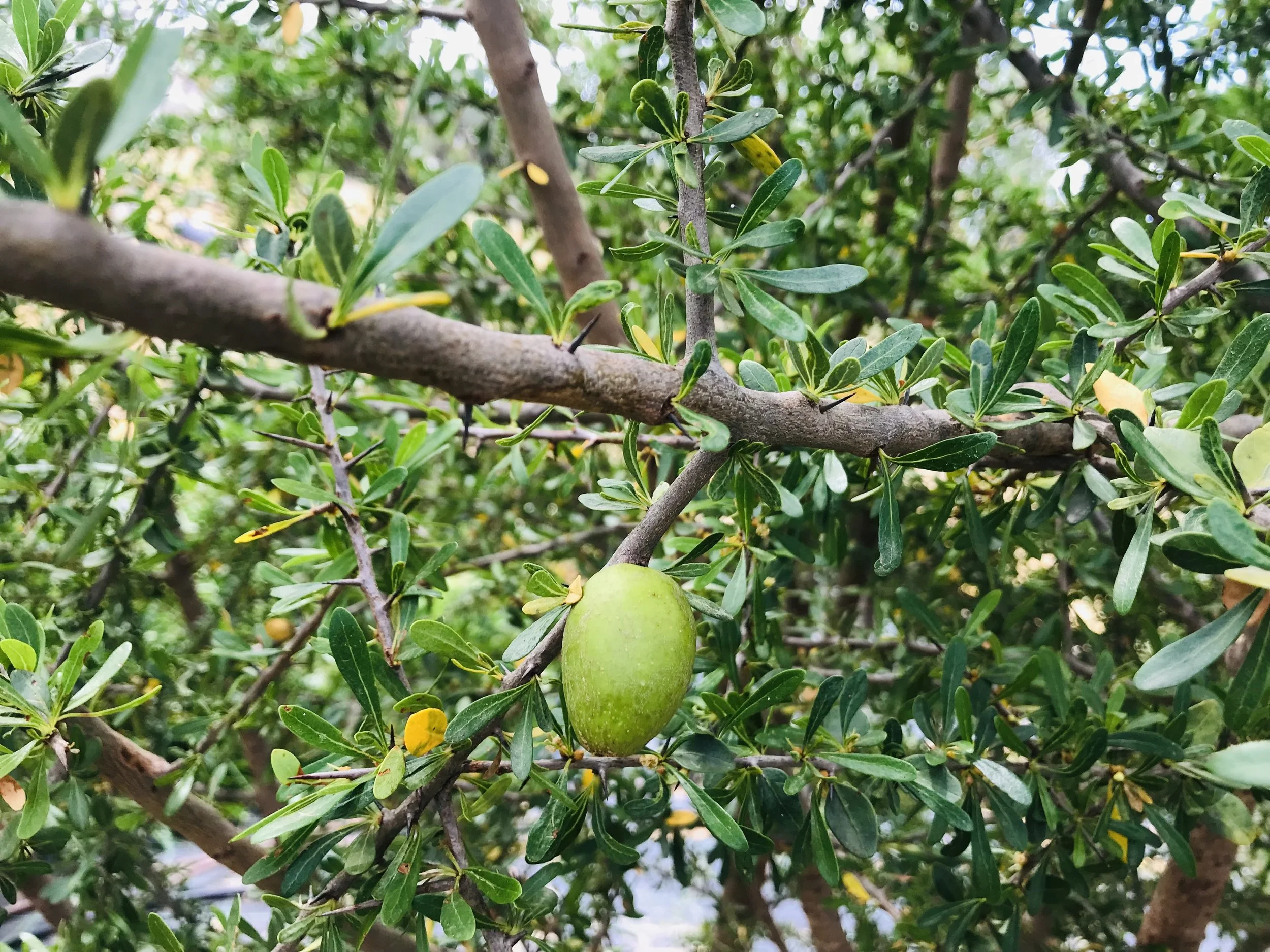 Argan spinosa fruit