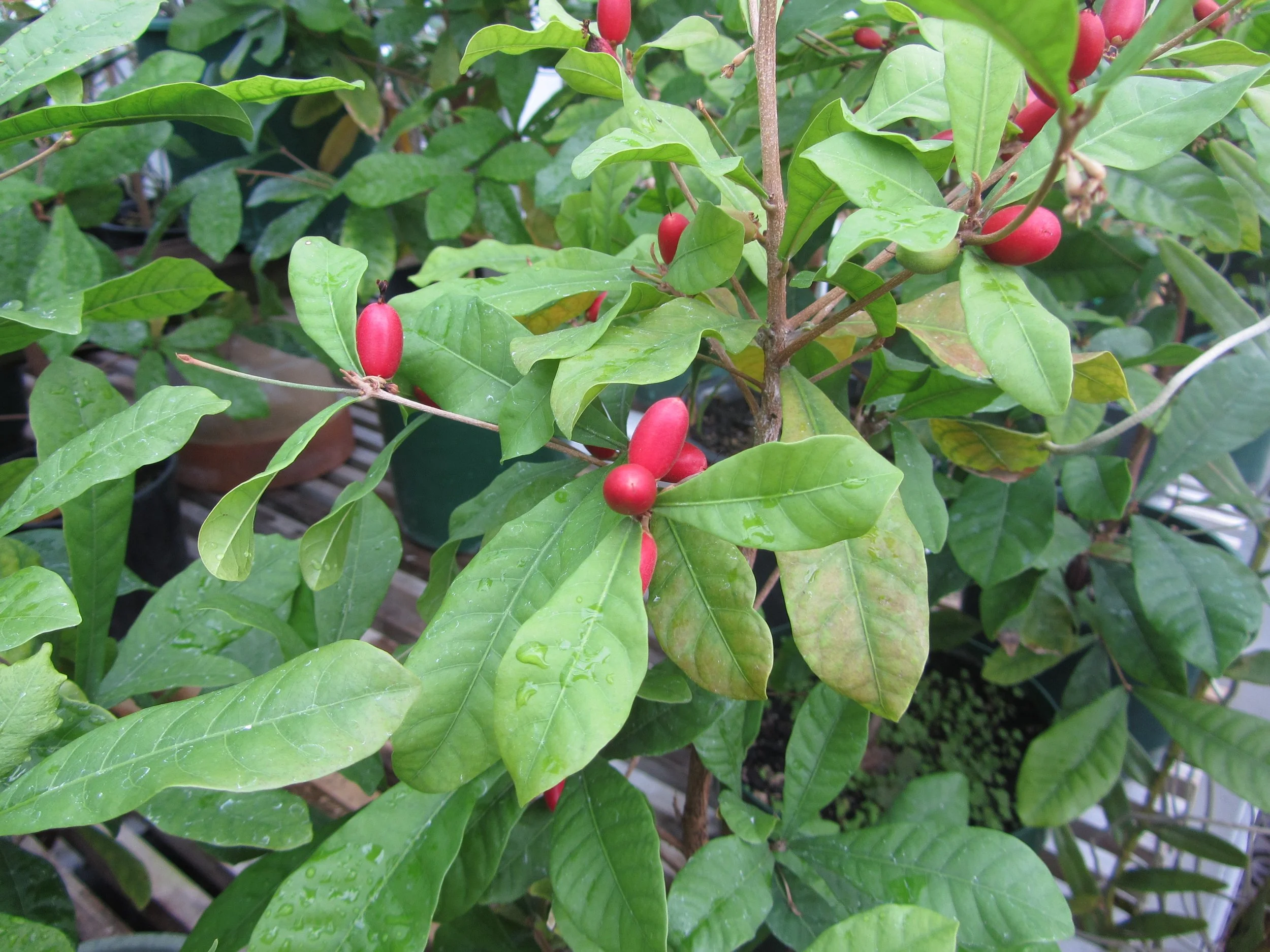Synsepalum dulcificum - Miracle berry fruits