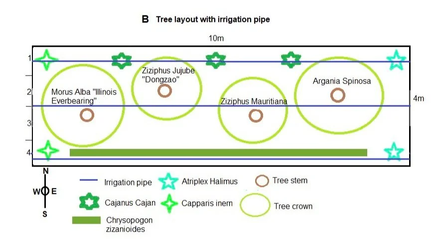 Dry Orchard Experiment - Planting layout diagram