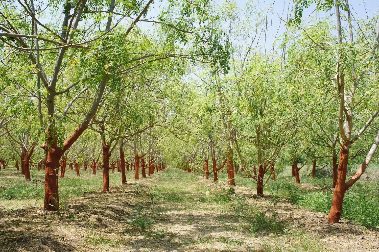Orchard of moringa oleifera