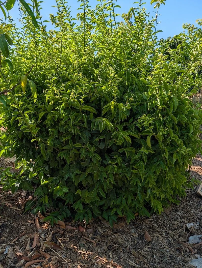 Carne de pobre or Pereskia aculeata plant