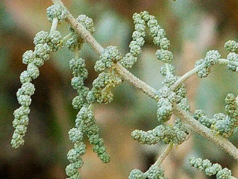 Atriplex halimus - Sea orache seeds