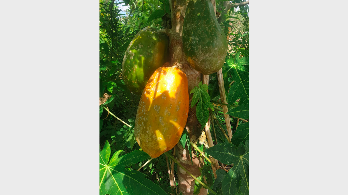 papaya_fruits.png