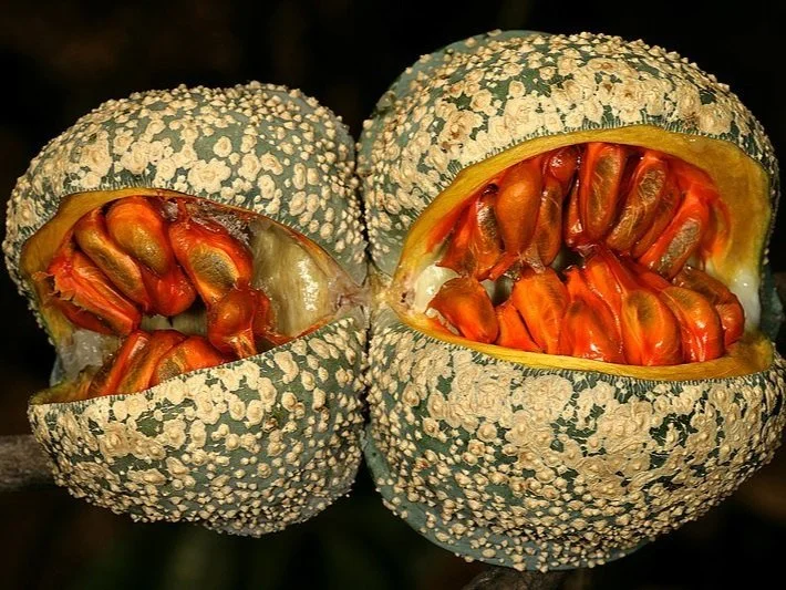 Tabernaemontana Elegans - Toad Tree fruits open
