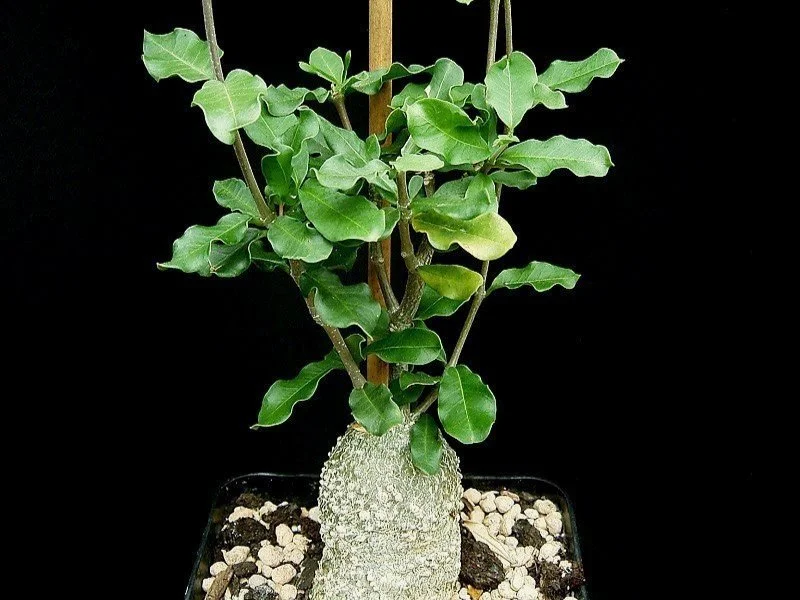 Fockea Edulis - Hottentot Bread plant