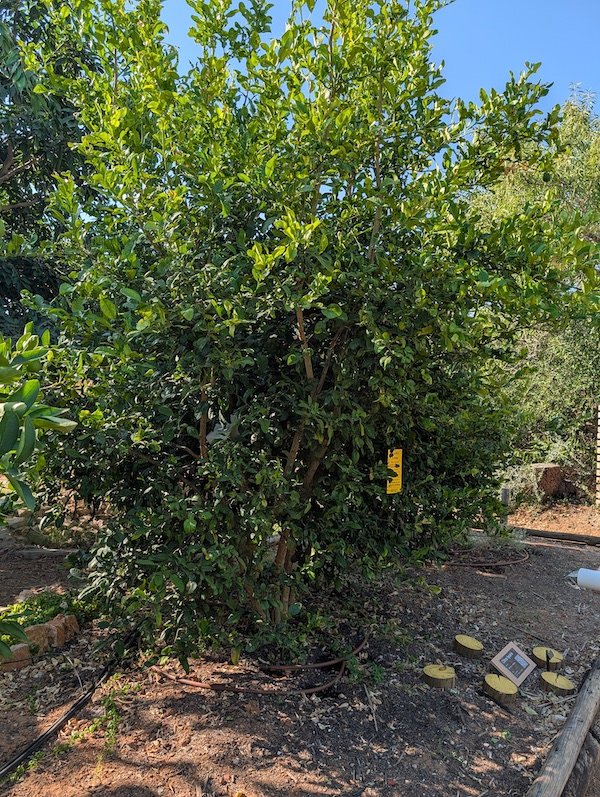 Kaffir lime or Citrus hystrix tree