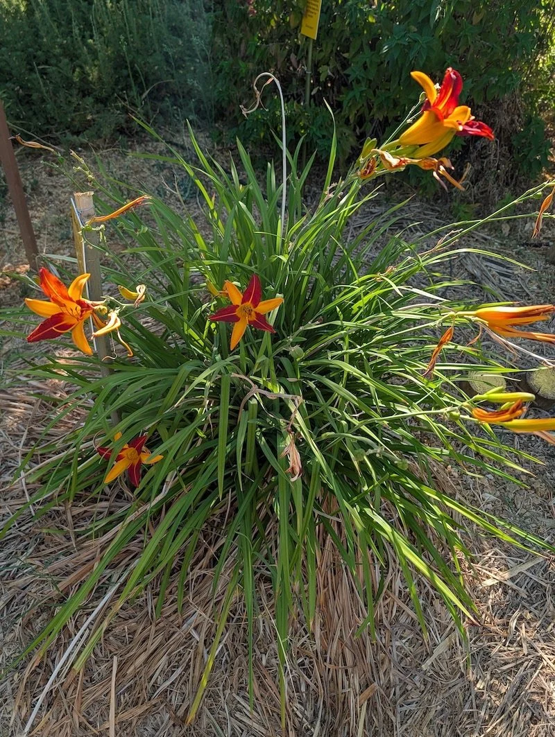 Daylily or Hemerocallis plant