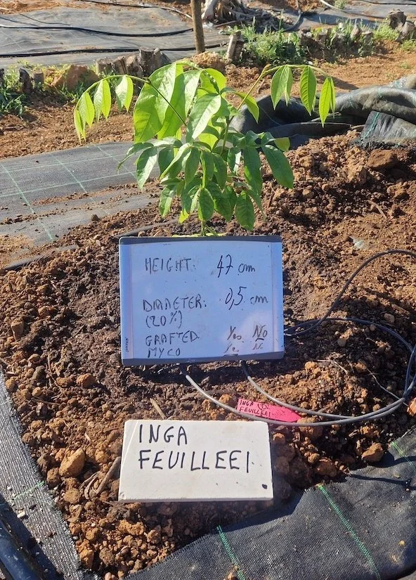 Freshly planted Inga feuilleei - Factsheet
