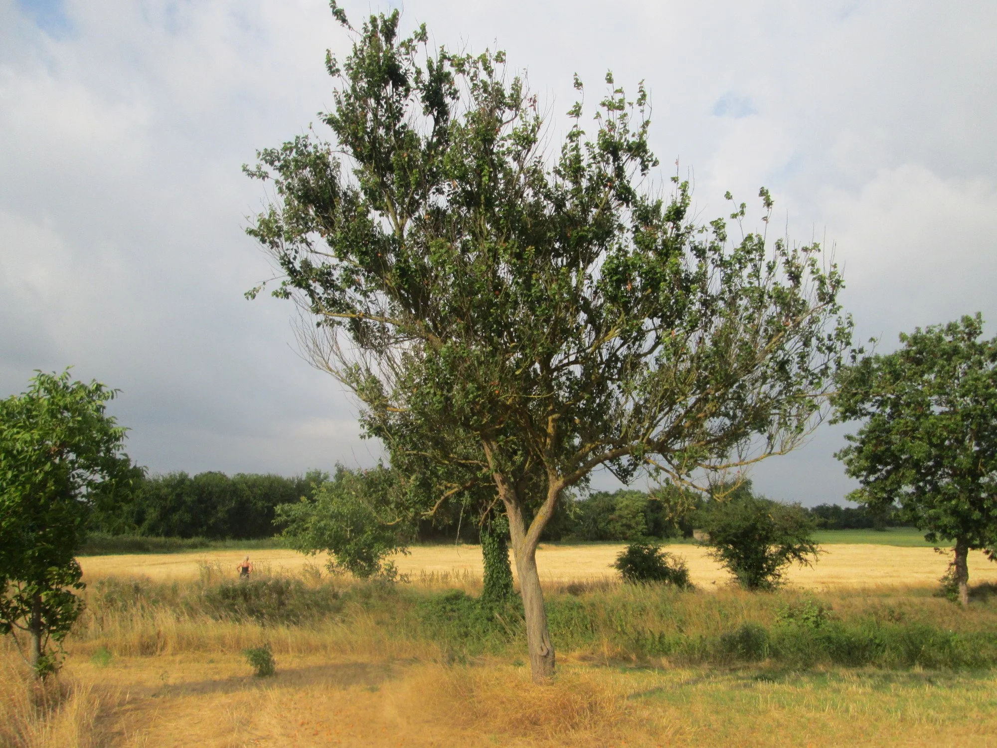 Prunus armeniaca - Apricot tree