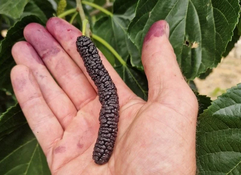 Morus_macroura-Himalaian_mulberry-Fruit.jpg