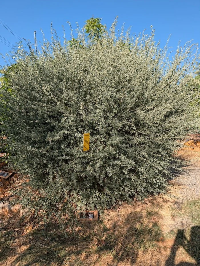 Saltbush or Atriplex halimus shrub