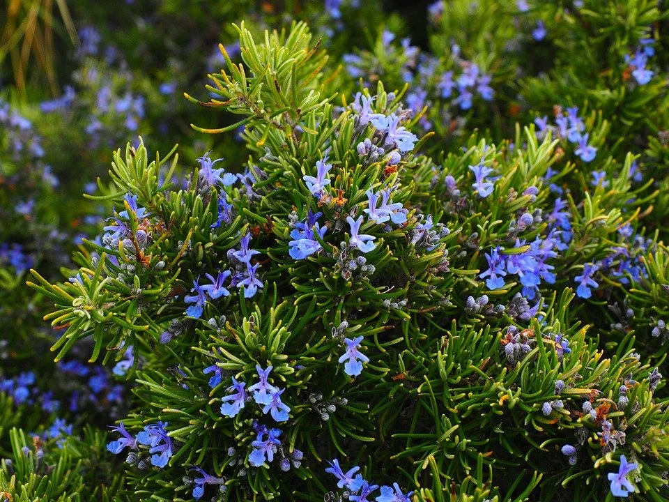 Rosmarinus_officinalis prostratus - Creeping rosemary shrub